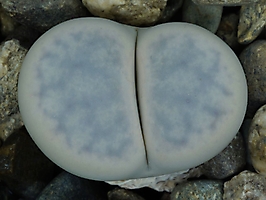 Lithops pseudotruncatella ssp. groendrayensis C 239