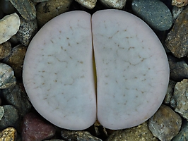 Lithops pseudotruncatella ssp. groendrayensis C 246