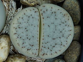 Lithops pseudotruncatella v. archerae C 306