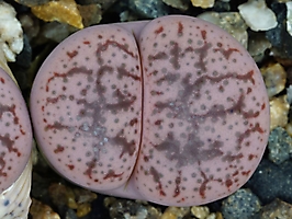 Lithops pseudotruncatella v. elisabethiae C 187