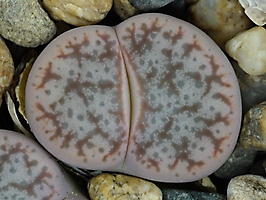 Lithops pseudotruncatella v. riehmerae C 097