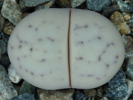 Lithops ruschiorum C 101