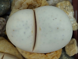 Lithops ruschiorum C 102