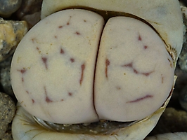 Lithops ruschiorum C 242