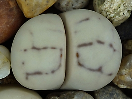 Lithops ruschiorum Roesing Mine