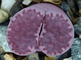 Lithops salicola 'Bacchus'
