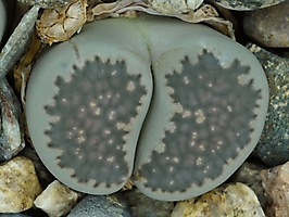 Lithops salicola C 034