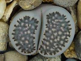 Lithops salicola C 037