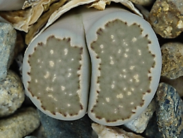 Lithops salicola C 049