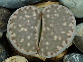 Lithops salicola C 086