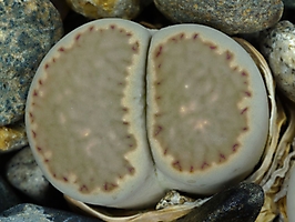 Lithops salicola C 320