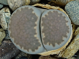Lithops salicola C 322