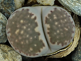 Lithops salicola C 351