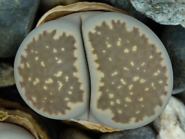 Lithops salicola C 353