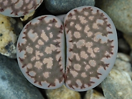 Lithops salicola PV 632