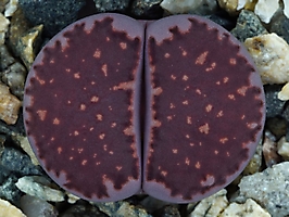 Lithops salicola 'Sato's Violet'