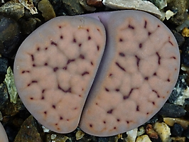 Lithops schwantesii C 076