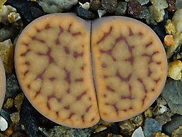 Lithops schwantesii C 077