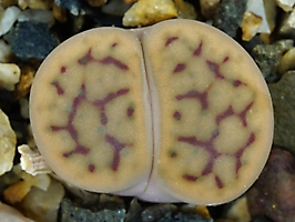 Lithops schwantesii C 079