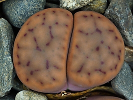 Lithops schwantesii C 080