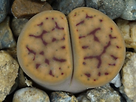 Lithops schwantesii C 143b