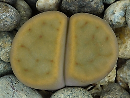 Lithops schwantesii C 148
