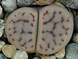 Lithops schwantesii C 150