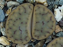 Lithops schwantesii C 164