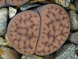 Lithops schwantesii C 184
