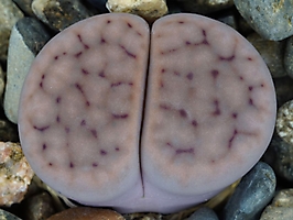 Lithops schwantesii C 190