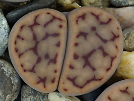 Lithops schwantesii C 191