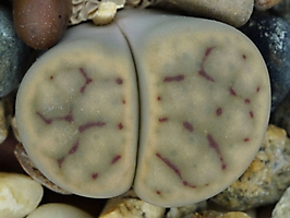 Lithops schwantesii C 250