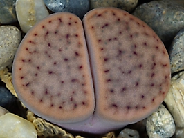 Lithops schwantesii C 265