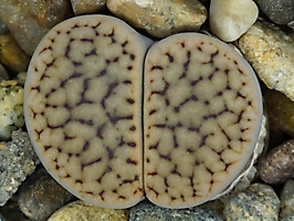 Lithops schwantesii v. christinae