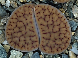 Lithops schwantesii v. gebseri C 165