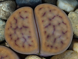 Lithops schwantesii v. marthae C 249
