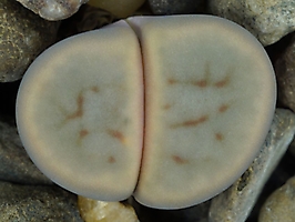 Lithops schwantesii v. marthae C 299