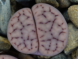 Lithops schwantesii v. rugosa C 247