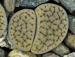 Lithops schwantesii v. urikosensis C 075