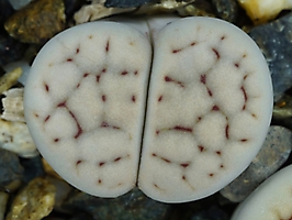 Lithops schwantesii v. urikosensis C 083