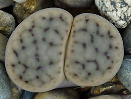 Lithops schwantesii v. urikosensis C 186
