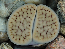 Lithops schwantesii v. urikosensis C 210