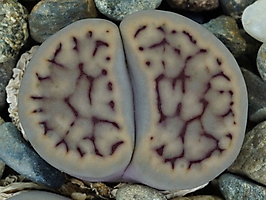 Lithops schwantesii v. urikosensis C 248