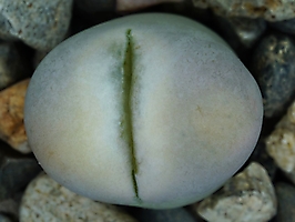 Lithops steineckeana C 388