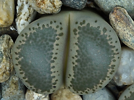 Lithops terricolor C 130