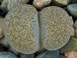 Lithops terricolor C 131