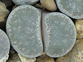 Lithops terricolor C 134