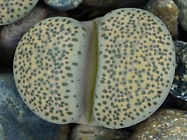 Lithops terricolor C 345