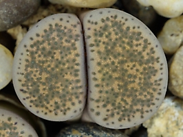 Lithops terricolor C 346