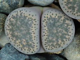 Lithops terricolor C 379